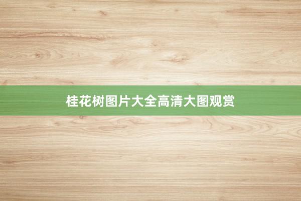 桂花树图片大全高清大图观赏