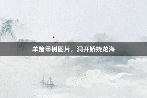 羊蹄甲树图片，洞开娇娆花海