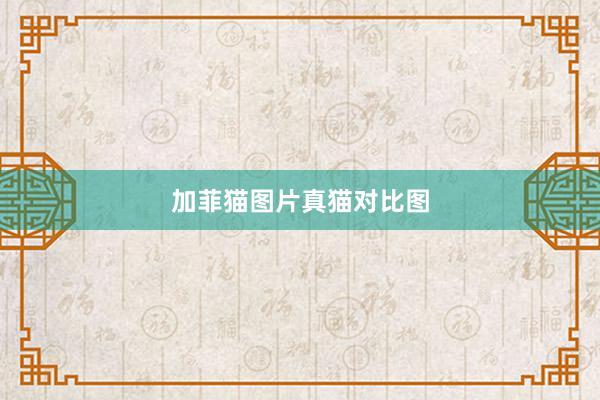 加菲猫图片真猫对比图